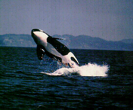 orca.jpg